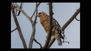 Red-shouldered Hawk